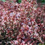 Coprosma