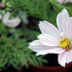 Cosmos