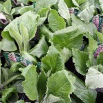 Digitalis Mertonensis
