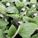 Digitalis Pams Choice