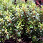 Escallonia