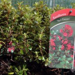 Escalonia Red Dream