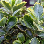Euonymus