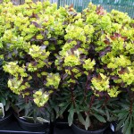 Euphorbia Amygdaloides Purpurea