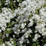 Exochorda The Bride