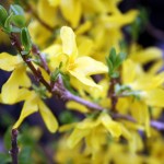 Forsythia Intermedia