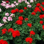 Geranium