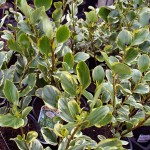 Griselinia Littoralis
