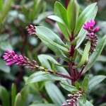 Hebe Remmonda
