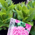 Hydrangea Macrophylla Pink