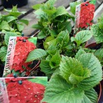 Hydrangea Macrophylla Red