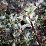 Ilex Meserveae Blue Angel