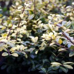 Ilex crenata golden