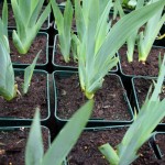 Iris Indian Chief