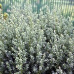 Juniperus Chin Stricta