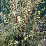 Juniperus Com Hibernica