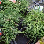Juniperus Wiltonii