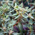 Kalmia