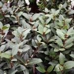 Laurus Nobilis