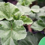 Lavatera