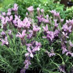 Lavender Butterfly