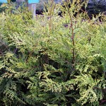 Leylandii