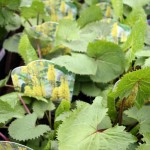 Ligularia The Rocket