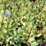 Ligustrum japonicum lemon and lime