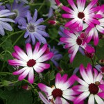 Magenta Bi Colour