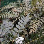 Mahonia