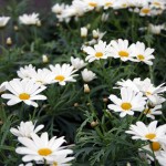Marguerite