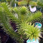 Monkey Puzzle