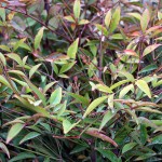 Nandina Domestica