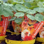 Nasturtium