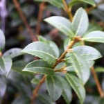 Osmanthus Burkwoodii