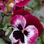 Pansy