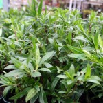 Penstemon Sour Grapes