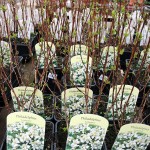 Philadelphus Lemoinei
