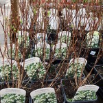 Philadelphus Manteau D Hermine