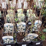 Philadelphus Virginal