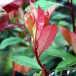 Photinia Pink Marble