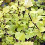 Physocarpus Opulifolius Darts Gold