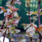 Physocarpus Opulifolius Lady In Red