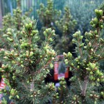 Picea Glauca Conica