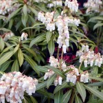 Pieris Forest Flame