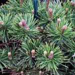 Pinus Mugo Pumilio