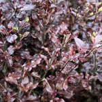 Pittosporum shrub