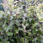 Pittosporum