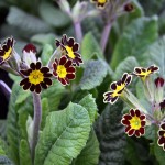 Primula Victoria