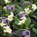 Primula vulgaris